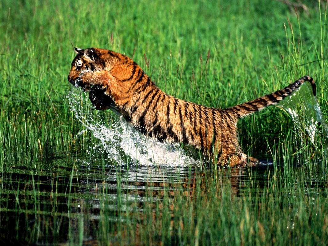 What are some Bengal tiger adaptations?